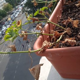 Pelargonium, yaprakları bir doku gibi kuru ARM TR Community