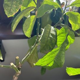 Yapraklarında kahverengi lekeler bulunan narenciye, limon ağacı ARM TR Community