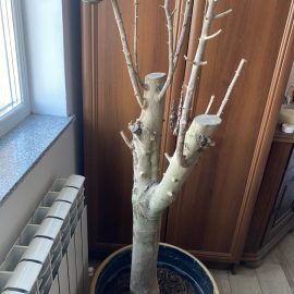 Zeytin ağacı, bitki kurumuş ARM TR Community