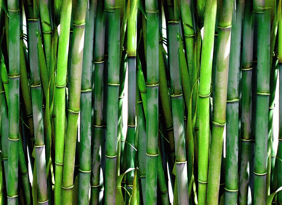 bambu-dikim-rehberi-ve-bakimi