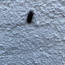 Depo zararlılarından nasıl kurtulabilirim – Tespih böceği ARM TR Community