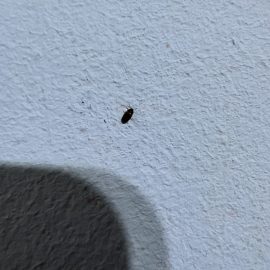 Duvarlardaki siyah böceklere karşı tedaviler ARM TR Community