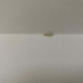 Mutfak tavanında larvalar ARM TR Community