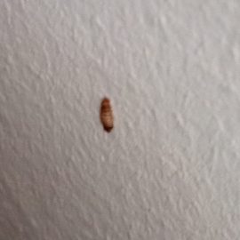 Yatak odasındaki böcek larvalarından nasıl kurtulabilirim? ARM TR Community