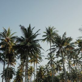 palmiye-agaclari
