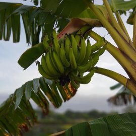 drvo-banane