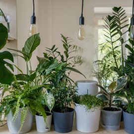 saveti-za-ukrasne-biljke