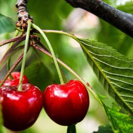 consejos-sobre-arboles-frutales