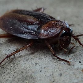 cucarachas-orientales