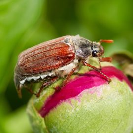 escarabajo-sanero