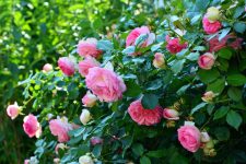 damaszener-rosen