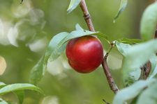 nektarinenbaum