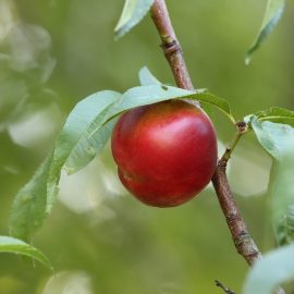 nektarinenbaum