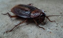 scarafaggio-orientale