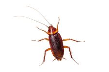 scarafaggio-tedesco
