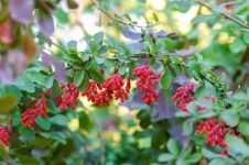 barberry