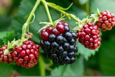 care-calendar-fruit-berries