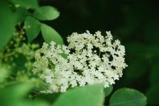elderflower-ornamental