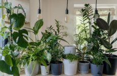 ornamental-plants-tips