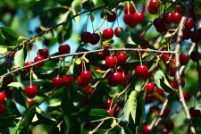 sour-cherry-tree
