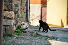 stray-cats